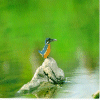 Kingfisher