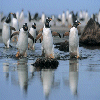 Penguins