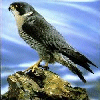 Peregrine Falcon